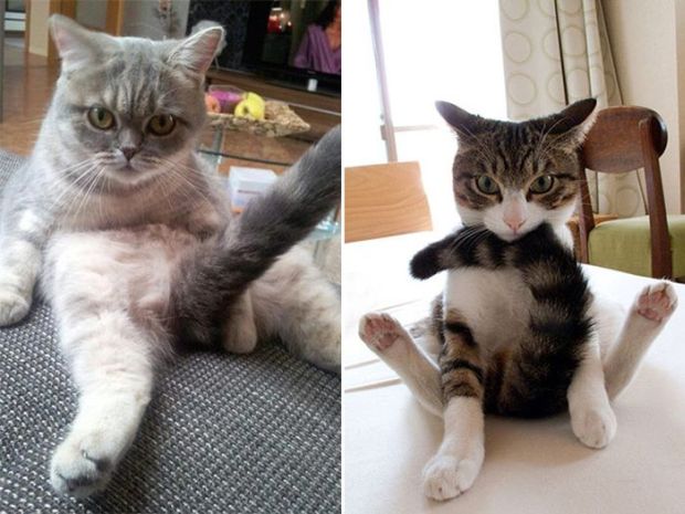 Cats Who Look Hilarious After Being Interrupted While Showering For A Crazy Caturday