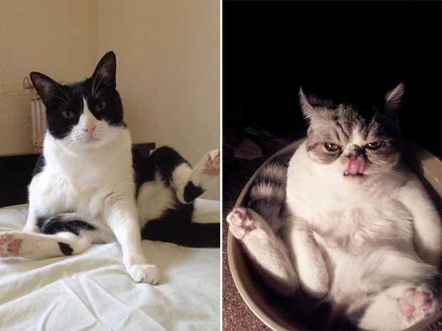 Cats Who Look Hilarious After Being Interrupted While Showering For A Crazy Caturday