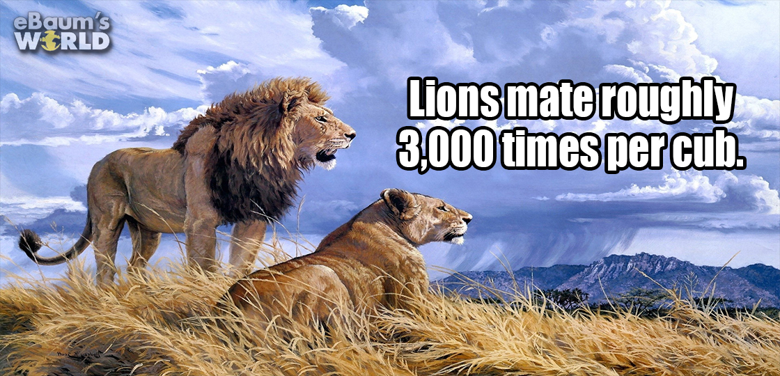 pets nature - eBaum's Wzrld Lions mate roughly 3,000 times percub. 12