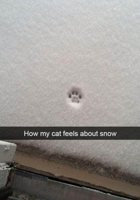 18 Adorable Pics Of Cats In The Snow