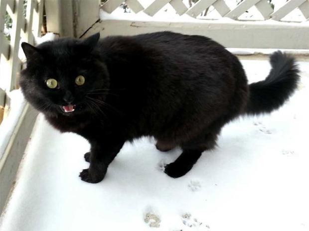 18 Adorable Pics Of Cats In The Snow