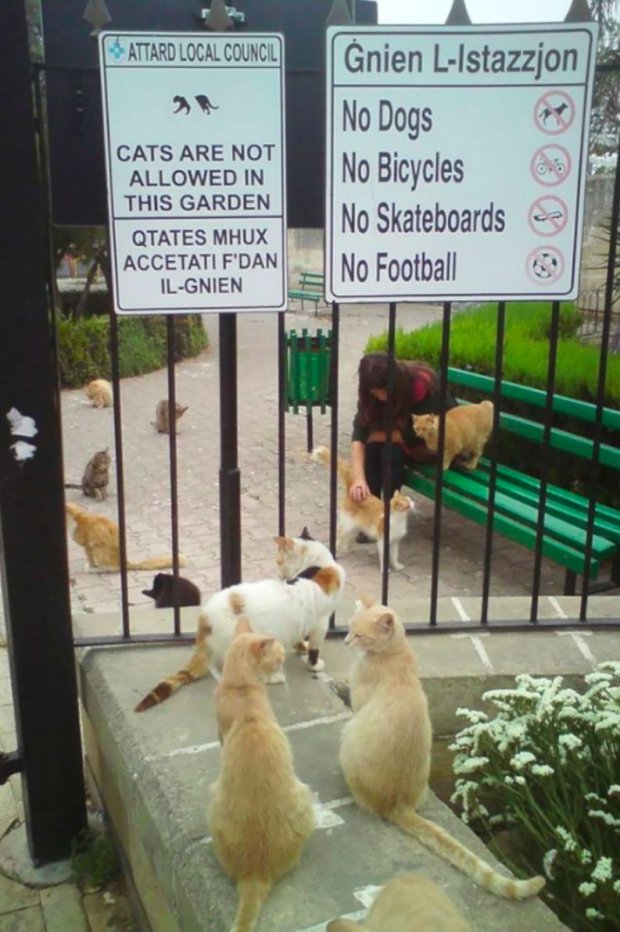 funny malta memes - Attard Local Council Cats Are Not Allowed In This Garden Qtates Mhux Accetati F'Dan IlGnien Gnien LIstazzjon No Dogs No Bicycles No Skateboards No Football