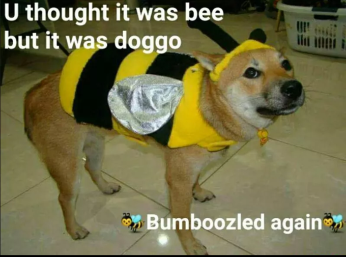 but i is doggo - U thought it was bee but it was doggo Bumboozled again