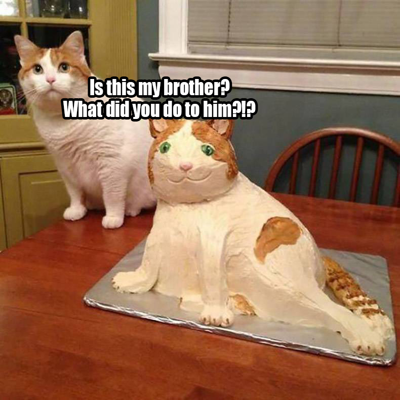 cat and cat cake - Is this my brother? What did you do to him?!?