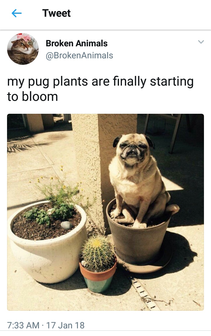 pug plants - Tweet Broken Animals my pug plants are finally starting to bloom 17 Jan 18
