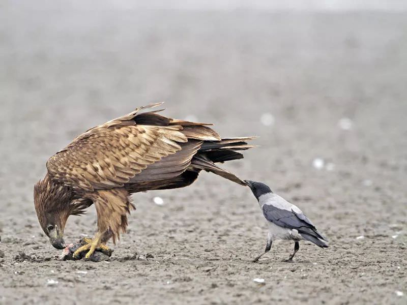 There are photos of Corvids (members of Crow Family) pulling tails of larger animals.