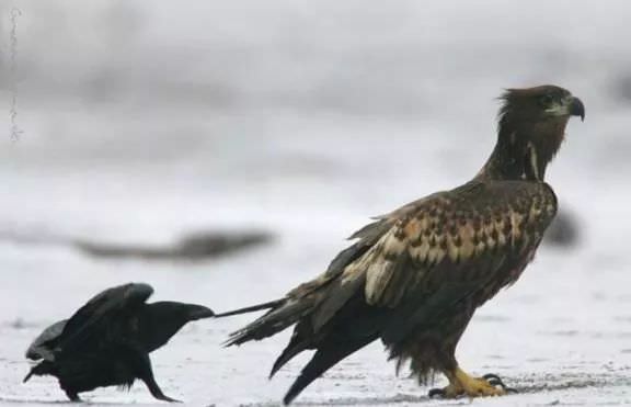 Pics Of Corvids Giving No Fucks