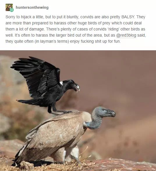 Pics Of Corvids Giving No Fucks