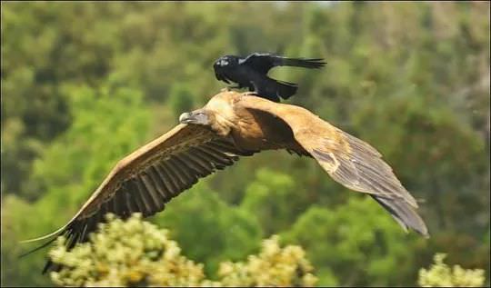 Pics Of Corvids Giving No Fucks