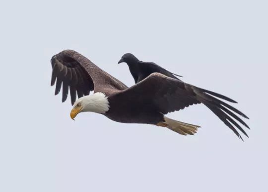 Pics Of Corvids Giving No Fucks