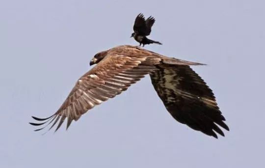 Pics Of Corvids Giving No Fucks