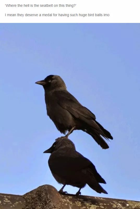 Pics Of Corvids Giving No Fucks