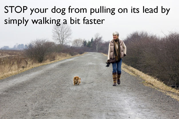 life hacks funny - Stop your dog from pulling on its lead by simply walking a bit faster