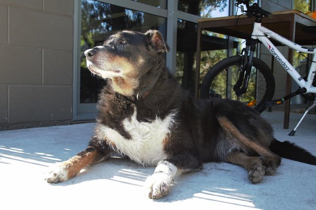 For Louie the dog's family, there's never been any doubt he's a good boy. But even they were astonished to learn about just how good a boy he really is.  Louie is a sheepdog who lives with Marolyn Diver's parents in New Zealand. For as long as she's known him, the sweet pup has always loved heading out on little adventures through the farmland surrounding their property, but his wandering ways have waned with age. At 12 years old, as his body has slowed and his senses dulled, Louie seems to prefer keeping closer to the house nowadays.