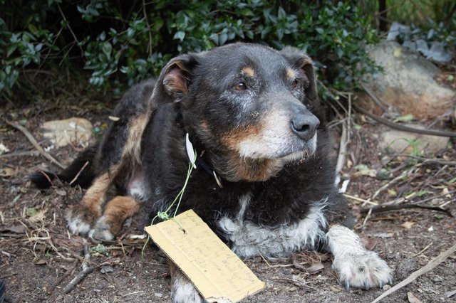 So, when the old dog disappeared one day recently while Marolyn was in town visiting, it was a cause of some concern.

"My mother was a little grumpy as she had thought he had stopped his wandering," Marolyn tells The Dodo. "We worried he might forget where his home was."

What they didn't know at the time was that Louie was off saving a life.