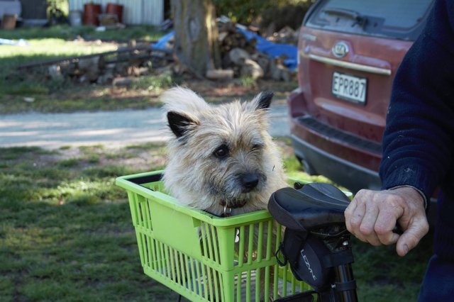 Sadly, all the energy Louie had expended to ensure Maddy was rescued had apparently taken its toll. Though Louie did manage to make it home afterward, he was now in poor shape.

"That night we were very worried about Louie. He could hardly walk and looked terrible," Marolyn says. "We were scared that he might not make it through the night."

But then he got a visit that lifted his spirits.

"The next morning Rob came over on his bike with Maddy in a wee basket in the back," Marolyn says. "Louie perked up and was back to normal."