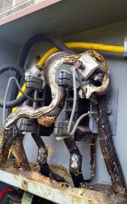 scary pic snake electrocuted