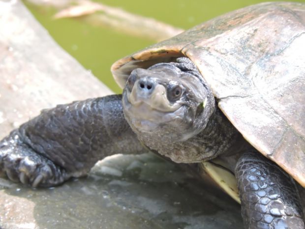 30 Ridiculously Photogenic Animals That Will Make You Smile Yourself