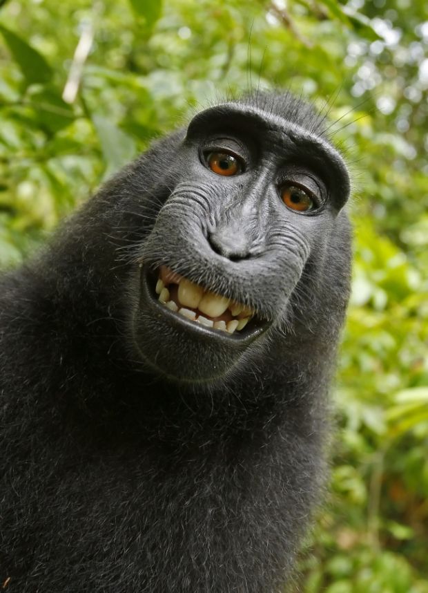 30 Ridiculously Photogenic Animals That Will Make You Smile Yourself