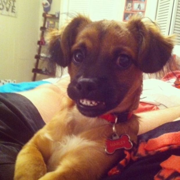 30 Ridiculously Photogenic Animals That Will Make You Smile Yourself