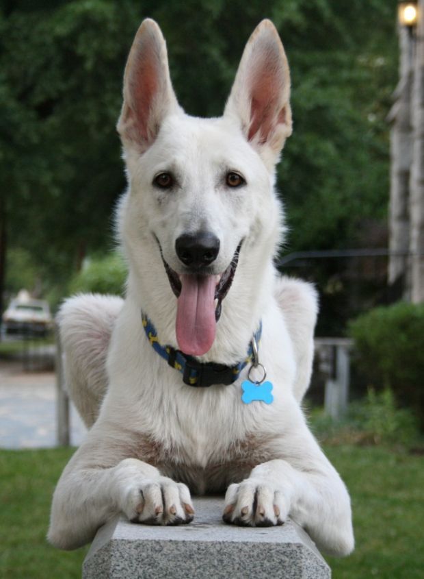 30 Ridiculously Photogenic Animals That Will Make You Smile Yourself