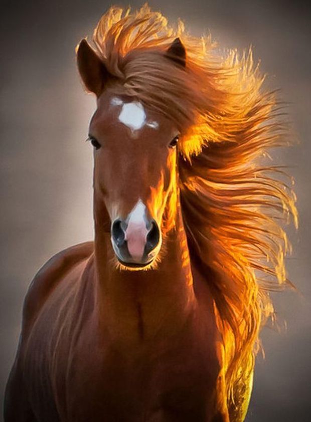 30 Ridiculously Photogenic Animals That Will Make You Smile Yourself