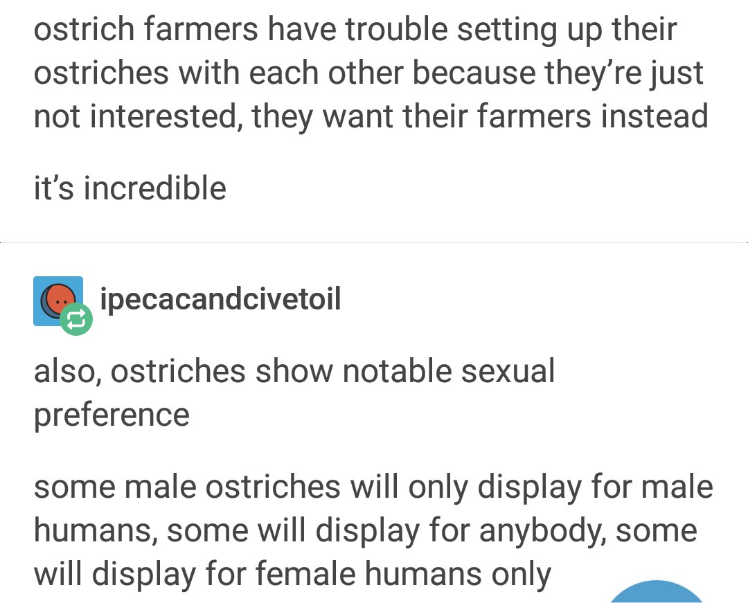 Ostriches Have A Very Strange And Very Real Sexual Desire For People
