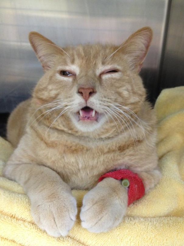 high cat after oral surgery