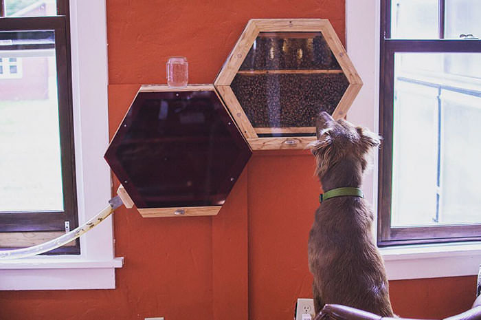 "The hexagonal hives can be mounted inside the home."