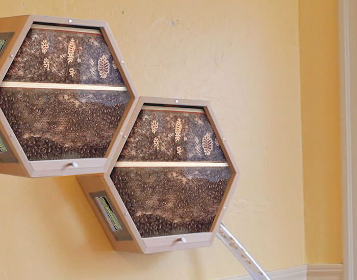 "The bees come inside through secure tubing that fits through any window."