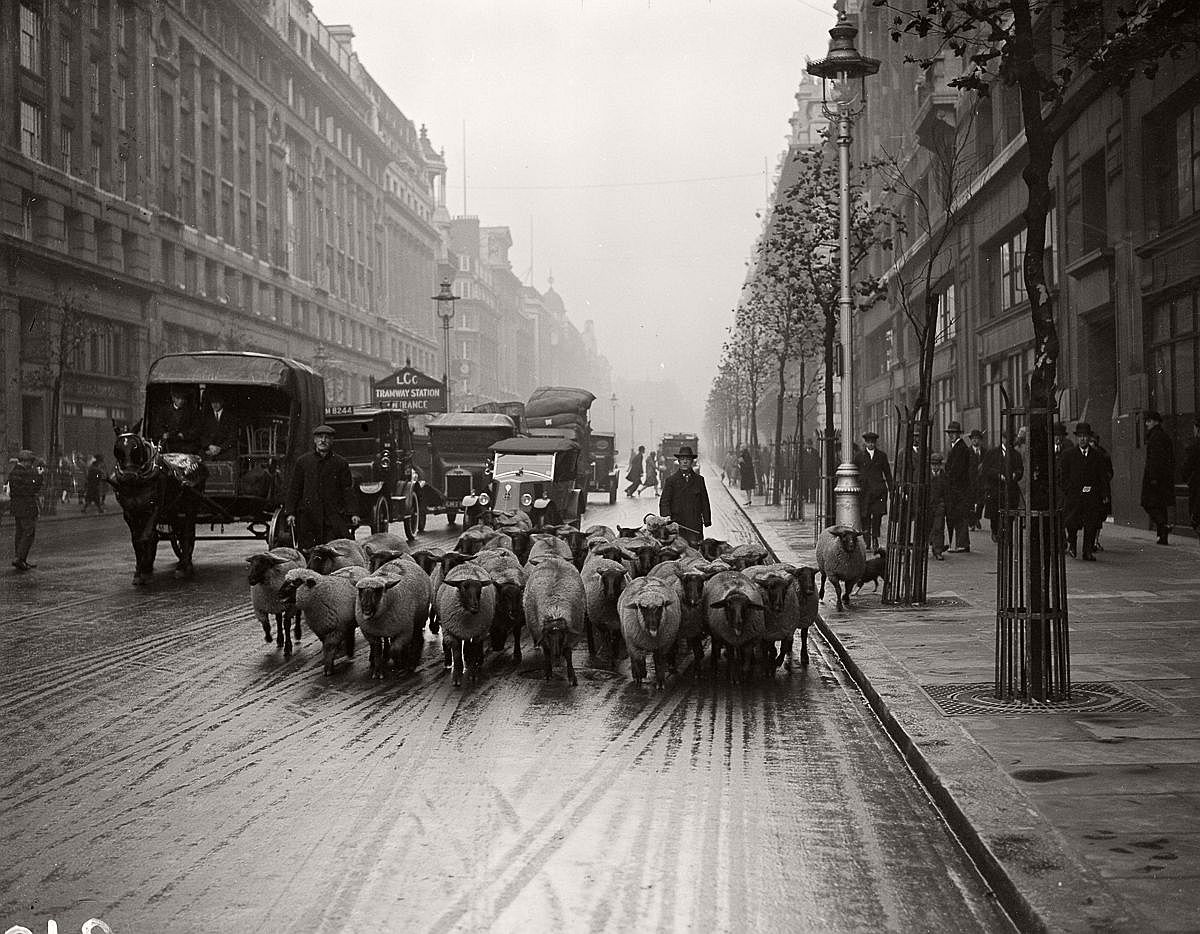 Shepherds and their sheep in London, 1929.