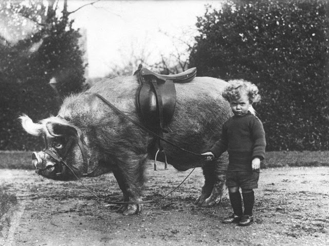 Child with the family pet pig in 1930.