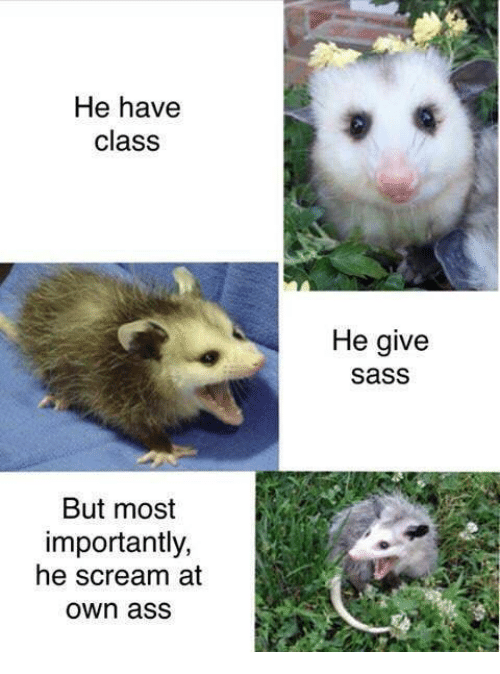 possum meme - He have class He give sass But most importantly, he scream at own ass