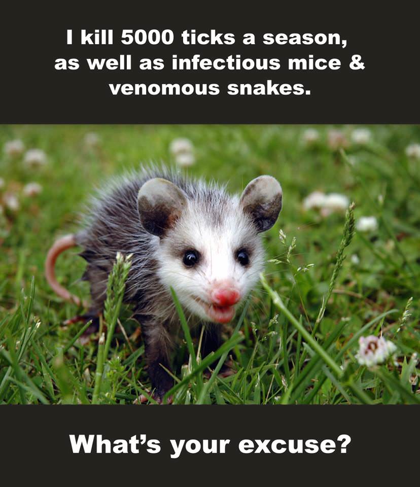 opossum cute - I kill 5000 ticks a season, as well as infectious mice & venomous snakes. What's your excuse?