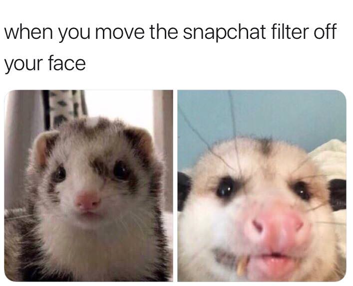 possum meme - when you move the snapchat filter off your face