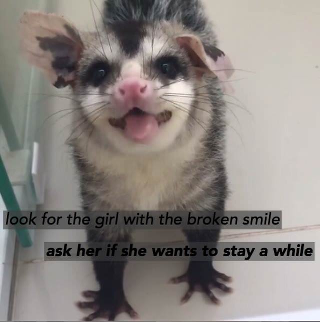 funny possum - look for the girl with the broken smile ask her if she wants to stay a while