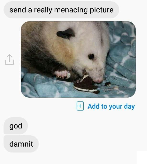 possum meme - send a really menacing picture Add to your day god damnit