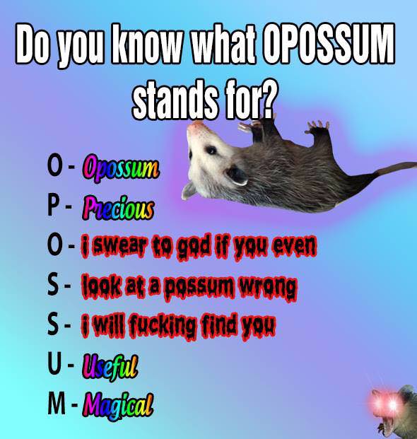 funny pics of opossum - Do you know what Opossum stands for? 0 Opossum P Precious 0i swear to gad if you even S look at a possum wrong S I will fucking find you U Useful M Magical