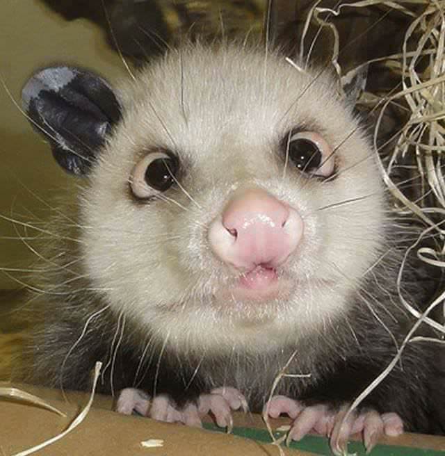 heidi the cross eyed opossum