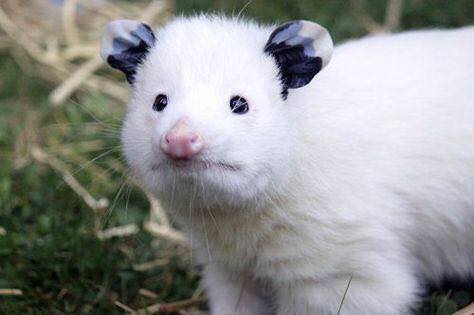 white possums