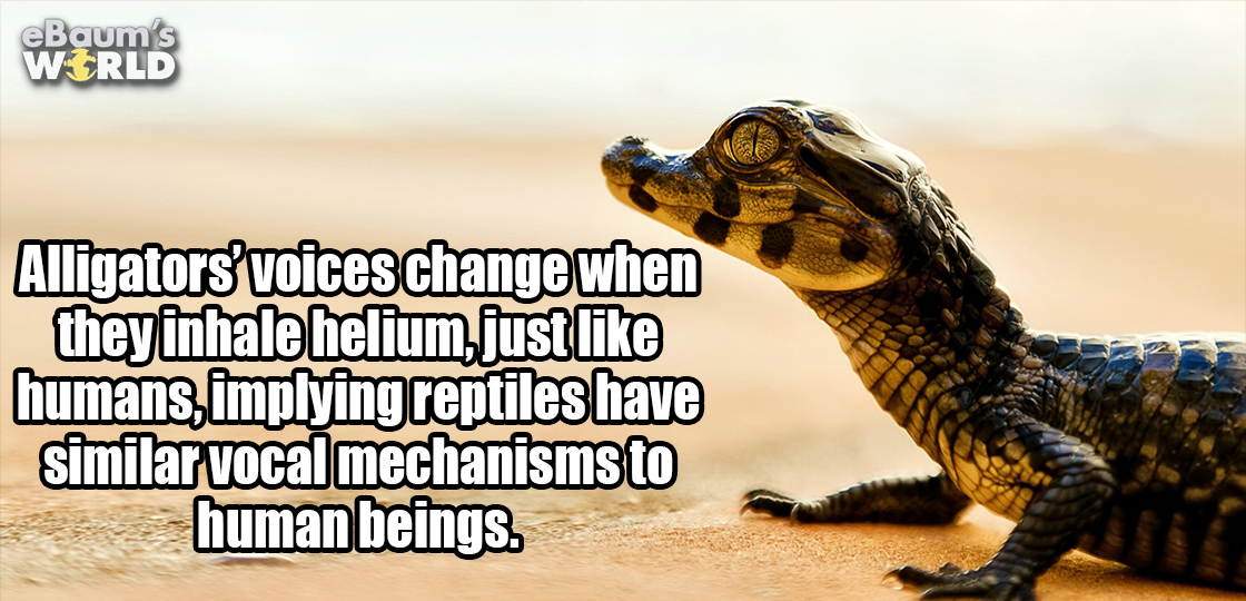 photo caption - eBaum's World Alligators' voices change when they inhale helium, just humans, implying reptiles have similar vocal mechanisms to human beings.