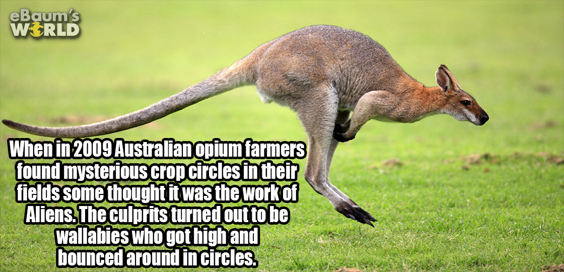 kangaroo - eBaum's World When in 2009 Australian opium farmers found mysterious crop circles in their fields some thought it was the work of Aliens. The culprits turned out to be wallabies who got high and bounced around in circles.