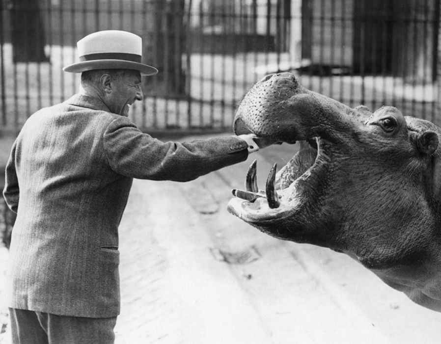 A regular visitor puts his hand in a hippos mouth at the London Zoo in 1934.