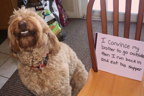 22 Good Dogs That Made Bad Decisions And Should Probably Rethink Their Life Choices