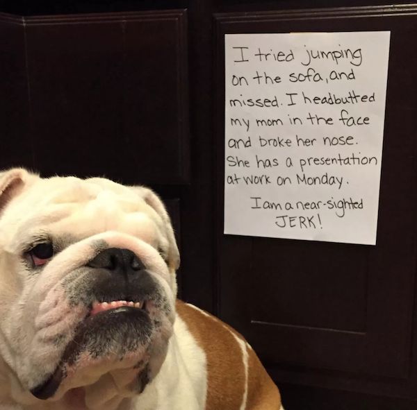 22 Good Dogs That Made Bad Decisions And Should Probably Rethink Their Life Choices