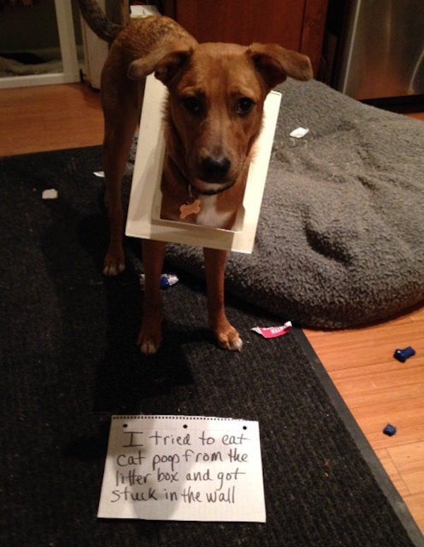 22 Good Dogs That Made Bad Decisions And Should Probably Rethink Their Life Choices