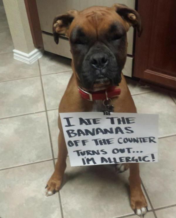 22 Good Dogs That Made Bad Decisions And Should Probably Rethink Their Life Choices