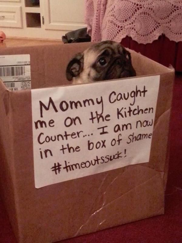 22 Good Dogs That Made Bad Decisions And Should Probably Rethink Their Life Choices