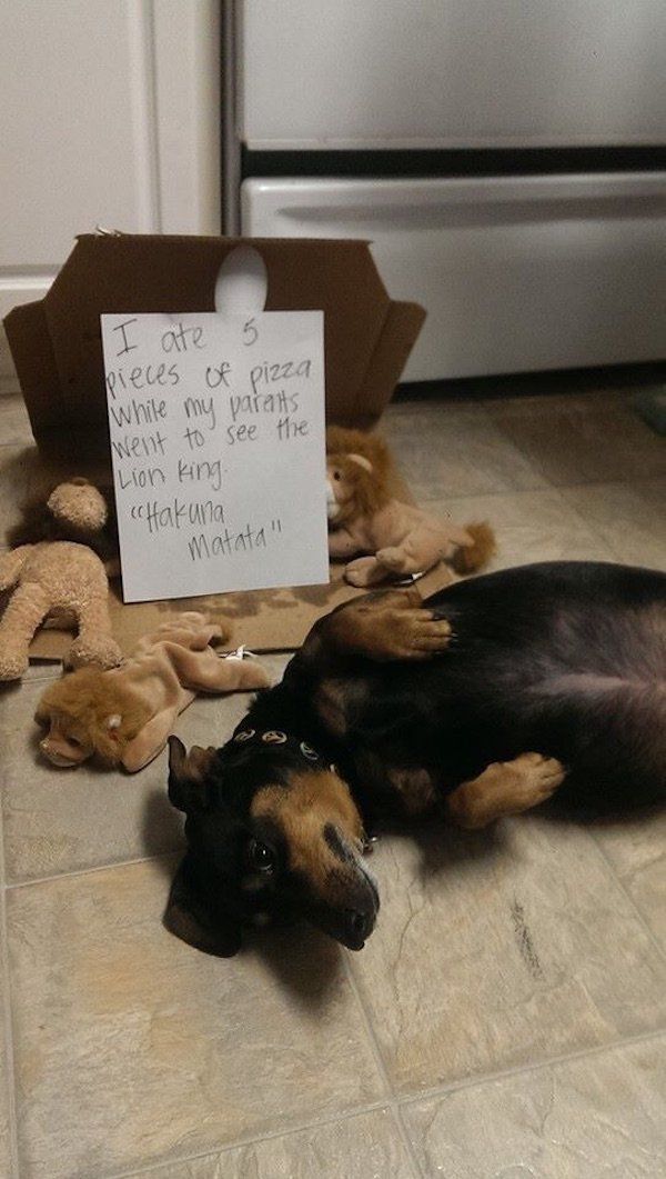 22 Good Dogs That Made Bad Decisions And Should Probably Rethink Their Life Choices