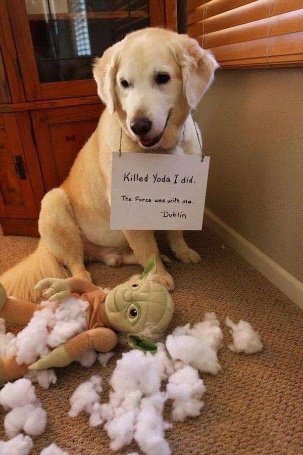 22 Good Dogs That Made Bad Decisions And Should Probably Rethink Their Life Choices